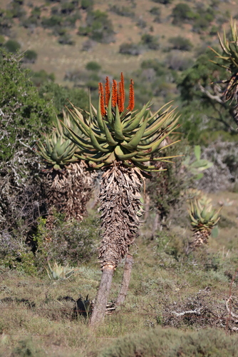 Aloe ferox