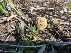 Morchella steppicola