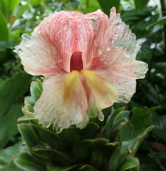 Costus guanaiensis macrostrobilus