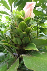 Costus guanaiensis macrostrobilus