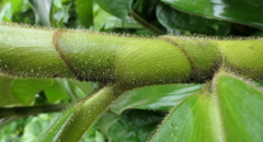 Costus guanaiensis macrostrobilus
