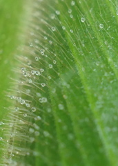 Costus guanaiensis macrostrobilus