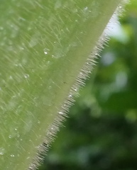 Costus guanaiensis macrostrobilus