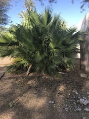 Washingtonia robusta