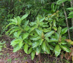Costus guanaiensis macrostrobilus