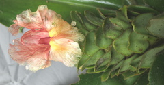 Costus guanaiensis macrostrobilus