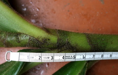 Costus guanaiensis macrostrobilus