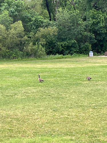 Featured image for “Canada Goose”