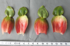 Costus guanaiensis macrostrobilus