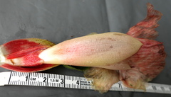 Costus guanaiensis macrostrobilus