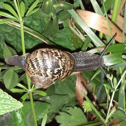 Cornu aspersum