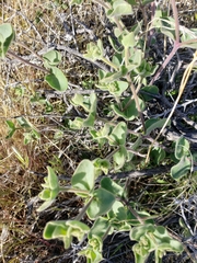 Mirabilis multiflora