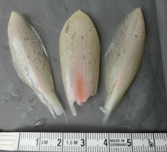 Costus guanaiensis macrostrobilus