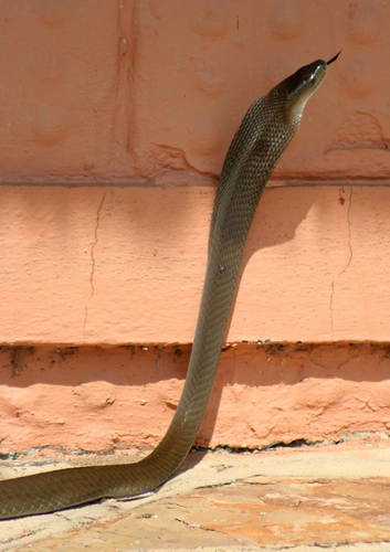 Black Mamba