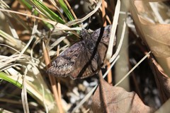 Erynnis meridianus