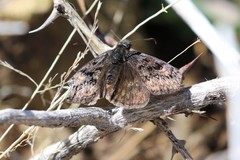 Erynnis meridianus
