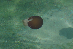 Crambionella orsini