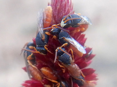 Hylaeus maiellus