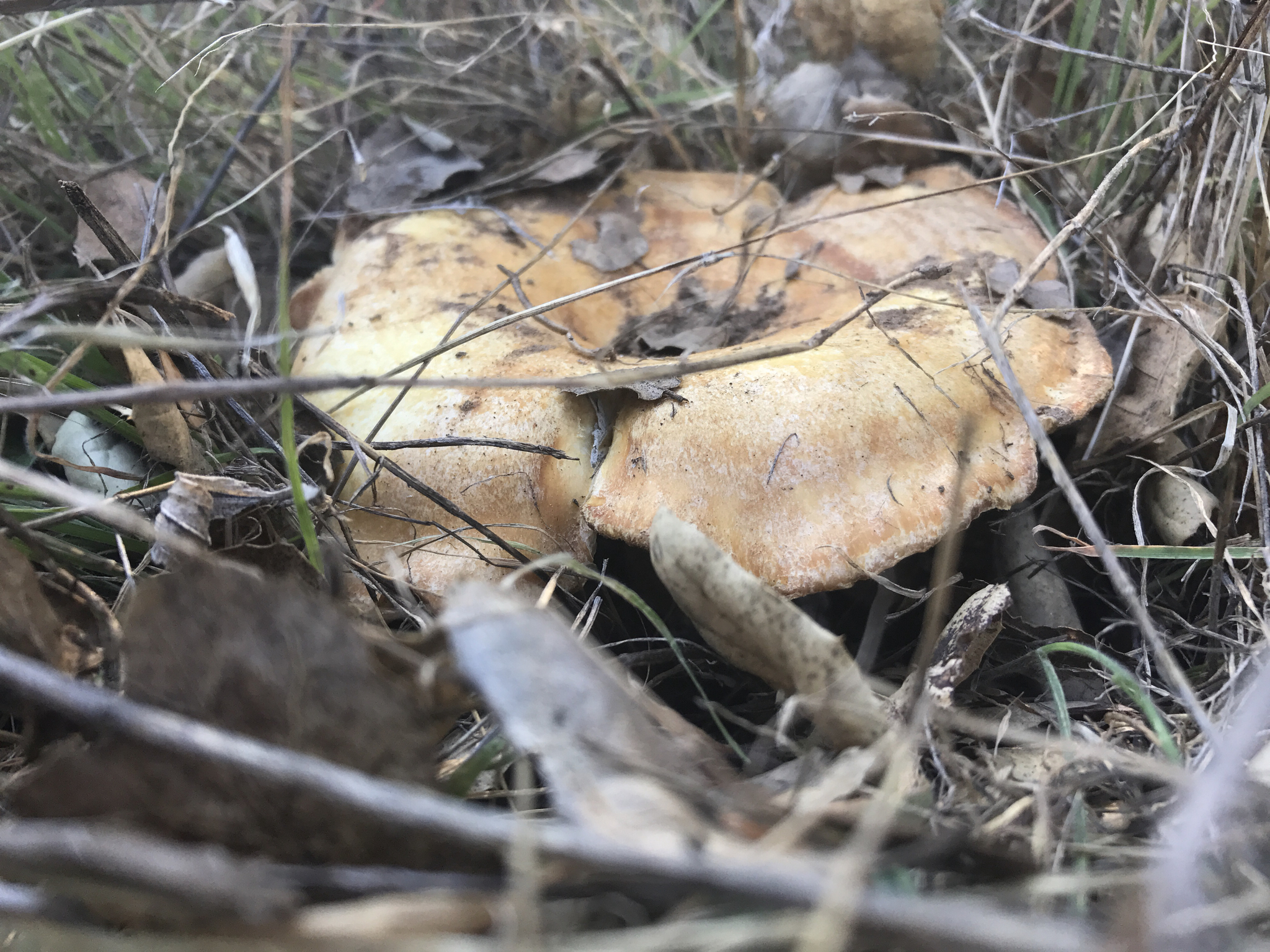 Lactarius alnicola image