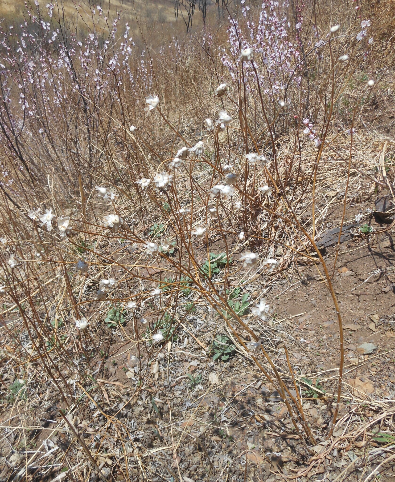 China aster