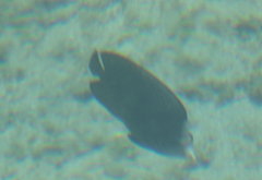 Chaetodon nigropunctatus