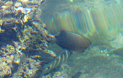 Chaetodon nigropunctatus