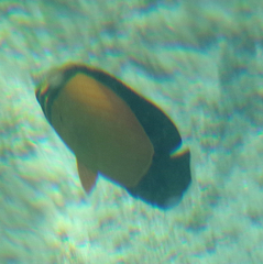 Chaetodon melapterus