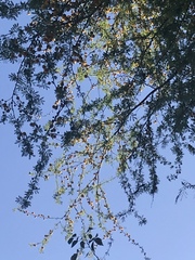 Vachellia farnesiana