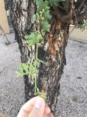 Vachellia farnesiana