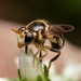 花彩蚜蠅屬 - Photo 由 Gareth Yearsley 所上傳的 (c) Gareth Yearsley，保留部份權利CC BY-NC