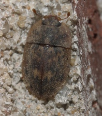 Lobiopa undulata
