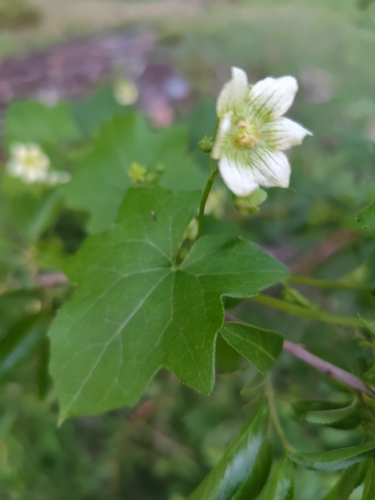 White Bryony