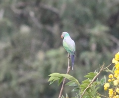 Psittacula calthrapae