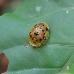 Laccoptera vigintisexnotata
