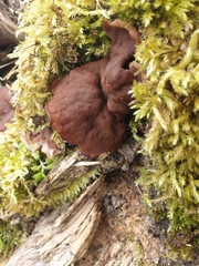 Gyromitra perlata