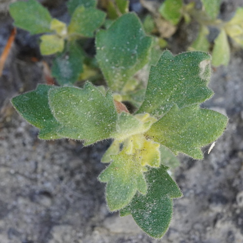 Aubrieta deltoidea, photograph 5