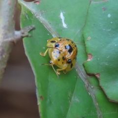 Laccoptera vigintisexnotata