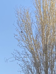 Pycnonotus xanthopygos