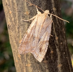 Lithophane bethunei