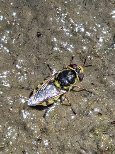 iNaturalist observation photo of Hedriodiscus truquii