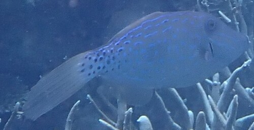 Aluterus scriptus