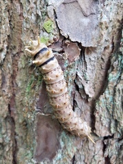 Citheronia sepulcralis