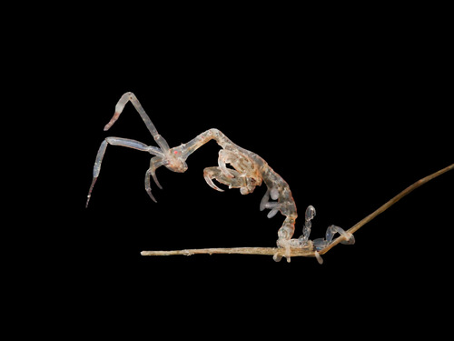 Caprella equilibra observed 2026-05-02