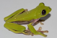 Agalychnis spurrelli