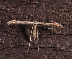 Hellinsia inquinatus