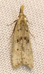Dichomeris punctipennella