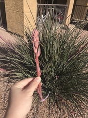 Hesperaloe parviflora