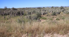 Euphorbia radyeri