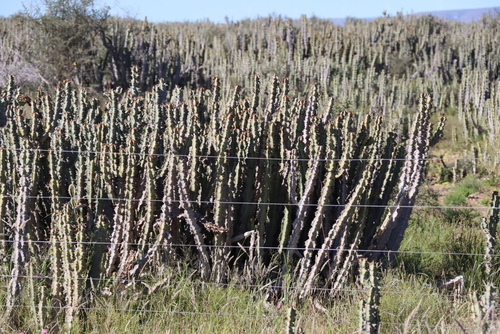 Euphorbia radyeri, photograph 1