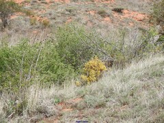 Dactylis glomerata hispanica